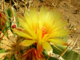 Ferocactus species