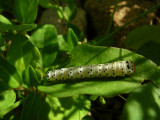 Unusual white caterpillar