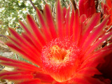 Barrel Cactus - Ferocactus emoryi