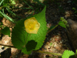 Wildflower - Herissantia crispa
