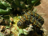 Caterpillars feeding on smooth chain-fruit cholla