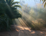 A light fog and sunlight shining through a date palm