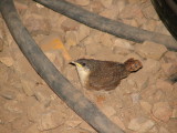 A baby Canyon wren in the tool crib