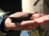 Rare hybrid hummingbird, Broadbill x violet crown, being released after being banded