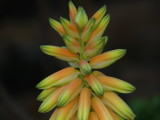 Aloe vacillans