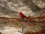 Cardinal in the canyon
