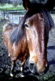 Natalies Horse