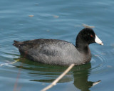 AMERICAN COOT