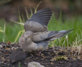 MOURNING DOVE