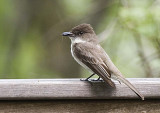 EASTERN PHOEBE