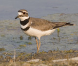 KILLDEER