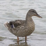 MALLARD