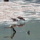 SOLITARY SANDPIPERS