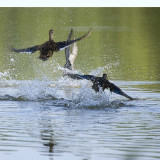 WOOD DUCKS ON THE MOVE