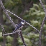 BELTED KINGFISHER