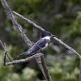 BELTED KINGFISHER