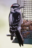 DOWNY WOODPECKER