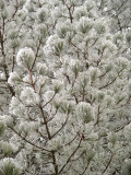 Icy Pine