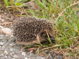 Young Hedgehog