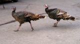 turkey trot