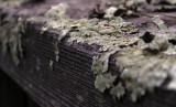 lichen