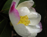 camelia