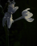 white flower