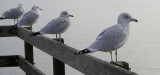 four gulls