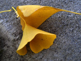 gingko