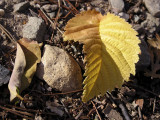 yellow leaves