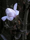 magnolia3