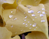 gingko drops