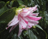 wet camelia