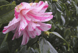 wet camelia2