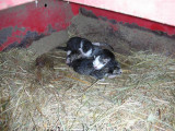 Baby Kittens Found in Barn