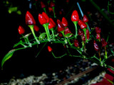 Tamis Flowers 06.jpg