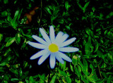 Tamis Flowers 07.jpg