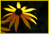 flower2