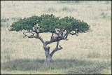 Serengeti National Park day 2