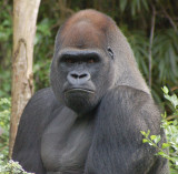Animal Kingdom Gorilla Gallery