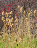 teasel and sumac