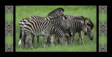 eight zebras