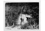 miners cabin on powell cr./ williams