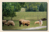 sheep5498.jpg