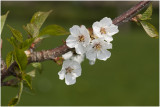  bloesem kersenboom