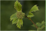 Gelderse Roos - Viburnum opulus