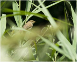 kleine Karekiet - Acrocephalus scirpaceus - Rousserolle effarvatte - reed Warbler