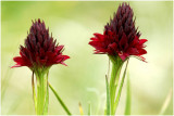 Vanilleorchis - Nigritella nigra 2000m