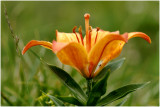 Oranje lelie - Lilium bulbiferum