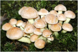 Zwavelkopjes - Hypholoma fasciculare